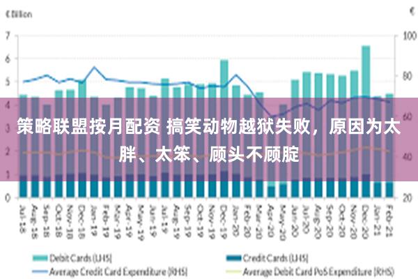 策略联盟按月配资 搞笑动物越狱失败，原因为太胖、太笨、顾头不顾腚